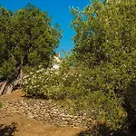 Il Pucchietto Farm stay